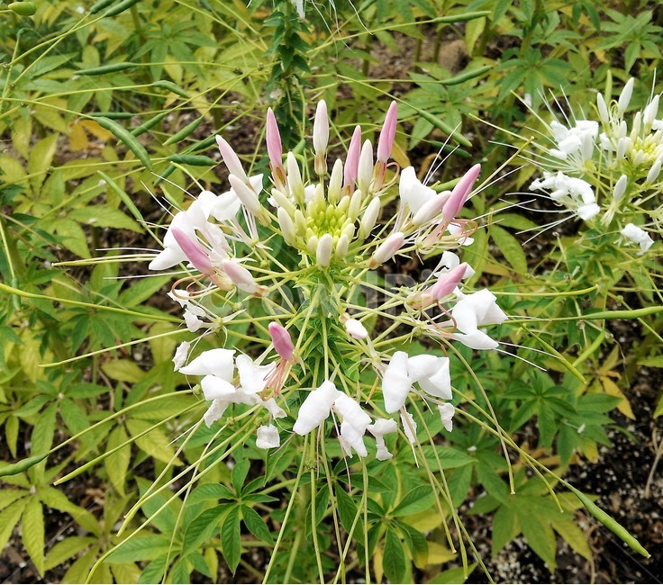 꽃,자연,봄,정원,신비,아름다움,식물,자연,plants,nature,꽃,flower