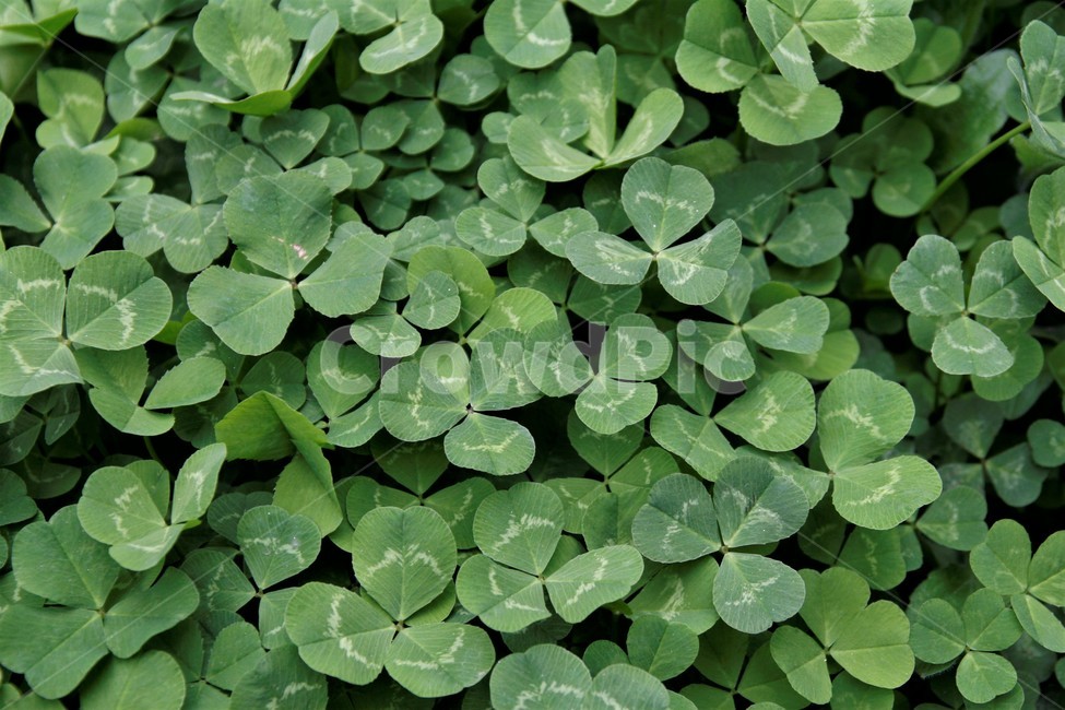 클로버,행운,네잎,녹색,식물,식물,자연,plants,nature