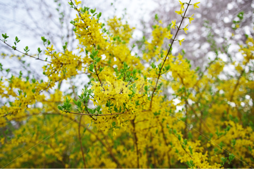 개나리,개나리꽃,봄,꽃,봄꽃,spring,flower,노랑,노란꽃,화사한,예쁜,봄,계절,spring,season,식물,자연,plants,nature,꽃,flower,plant