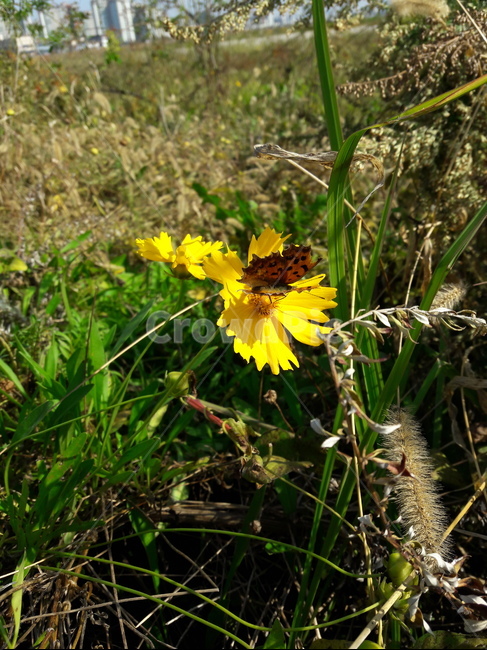 표범나비,fritillary,나비,butterfly,곤충,동물,날개,무늬,식물,자연,plants,nature