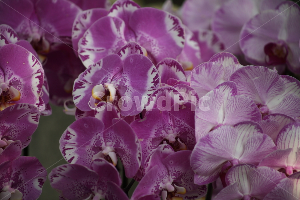 호접란,팔레놉시스,꽃,식물,phaelenopsis,식물,자연,plants,nature,꽃,flower