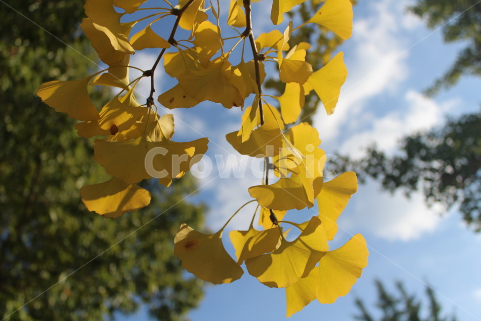 plant,식물,은행잎,잎,yellow,가을,계절,fall,autumn,season,leaf,tree,나무