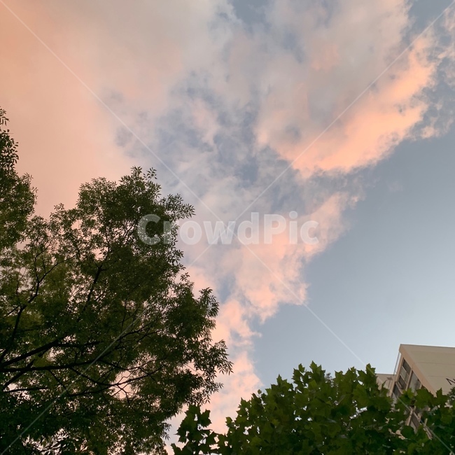 outdoors,옥외,nature,자연,weather,날씨,tree,나무,plant,식물,하늘,푸른하늘,구름,sky,자연,풍경,nature,landscape