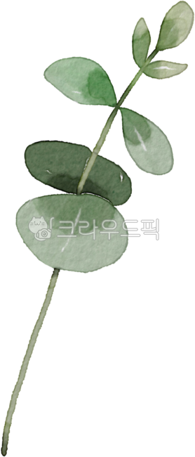 green,leaves,eucalyptus,plant,leaf,Watercolor,Herb