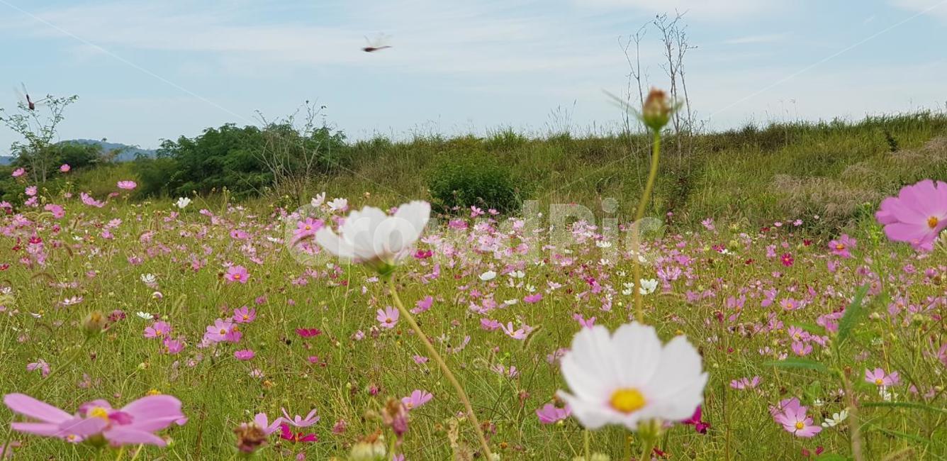 가을,코스모스,꽃,식물,자연,계절,붉은색,핑크,순수,감성,cosmos,red,pink,fall,nature,autumn,green,white,하늘,구름,sky,잠자리,가을,계절,fall,autumn,season,식물,자연,plants,nature,꽃,flower,field,들,grassland,목초지,outdoors,옥외,plant,anemone,아네모네,blossom