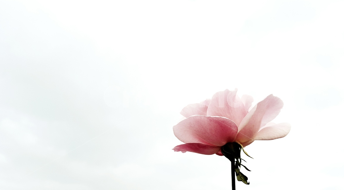 plant,식물,blossom,꽃,꽃잎,flower,pink,분홍색,장미,장미꽃,rose,봄,spring,꽃,flower