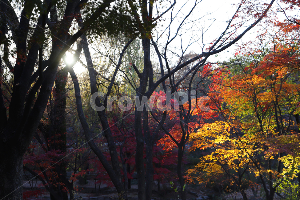 plant,식물,tree,나무,단풍,maple,가을,fall,autumn,red,yellow,창경궁,가을,계절,fall,autumn,season