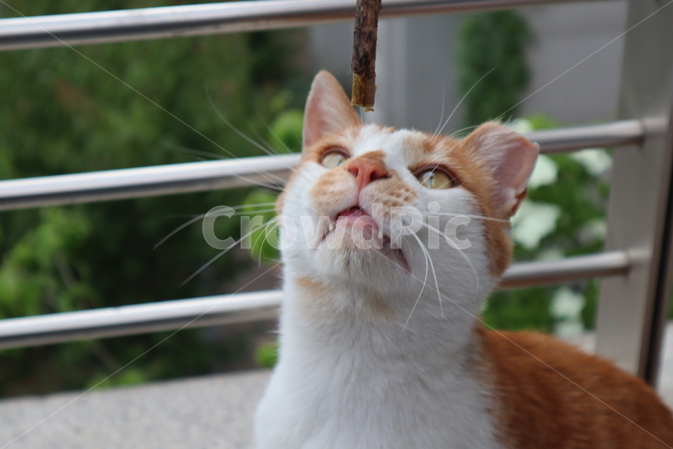 pet,고양이,cat,동물,animal,코리안숏헤어,동물,animal,포유류,mammal,고양이,cat,kitten,kitty