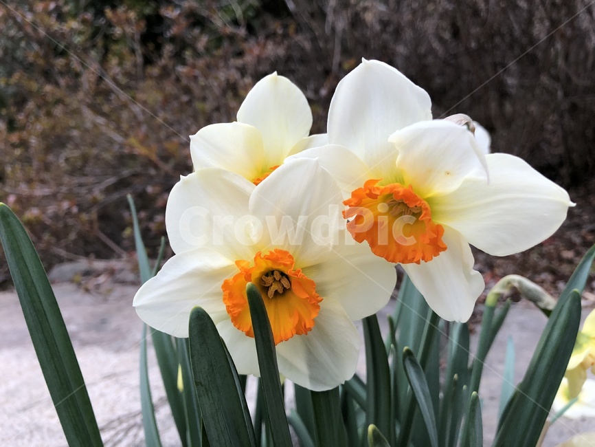 봄,곷,봄꽃,flower,흰색