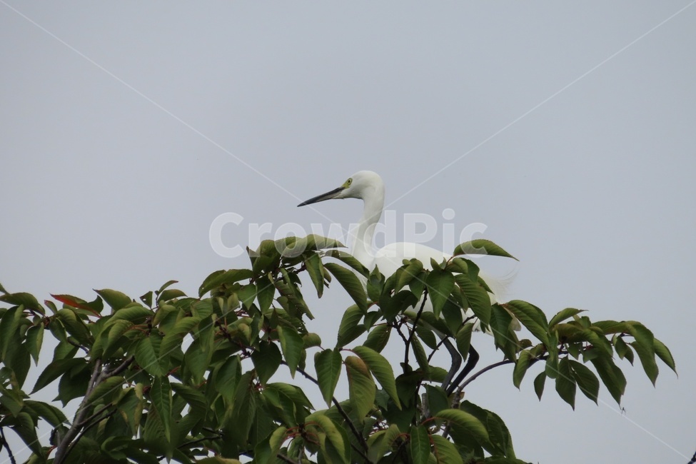 새,흰새,백로,물새,bird,동물,animal,waterfowl,동물,animal,조류,새,birds
