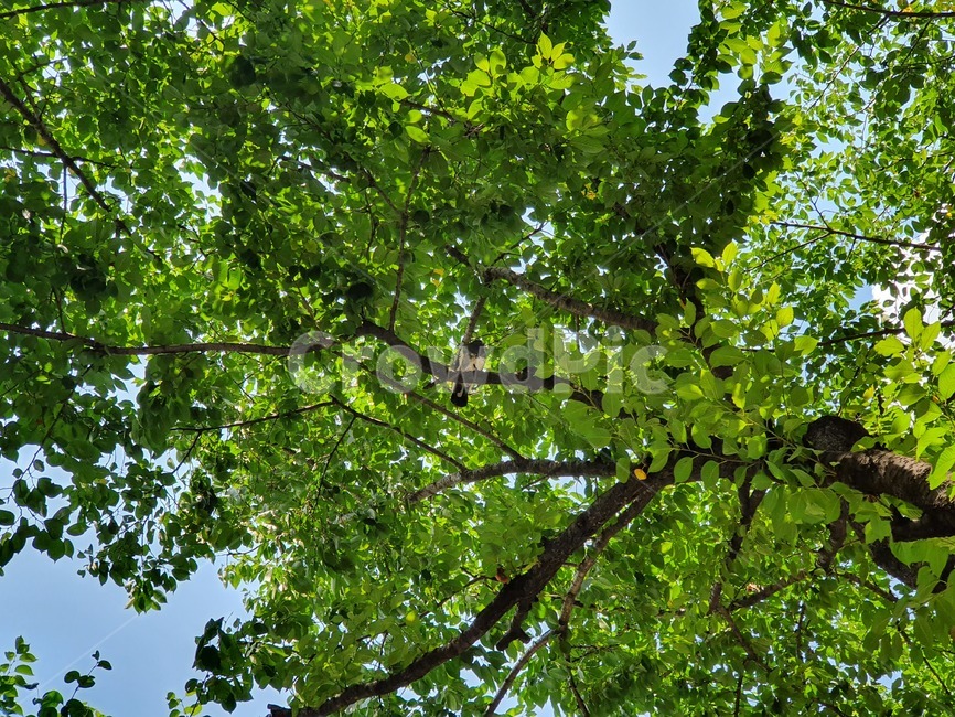 나무,plant,treetrunk,나무줄기,식물,tree