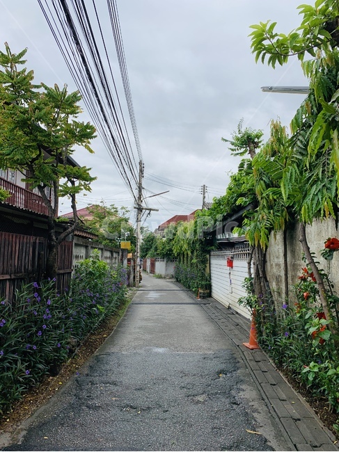 태국,thailand,치앙마이,올드시티,oldcity,동남아,아시아,해외,외국,세계,oversea,foreign,world,풍경,landscape,touristattraction,outdoors,옥외,골목,식물,plant,휴가,vacation