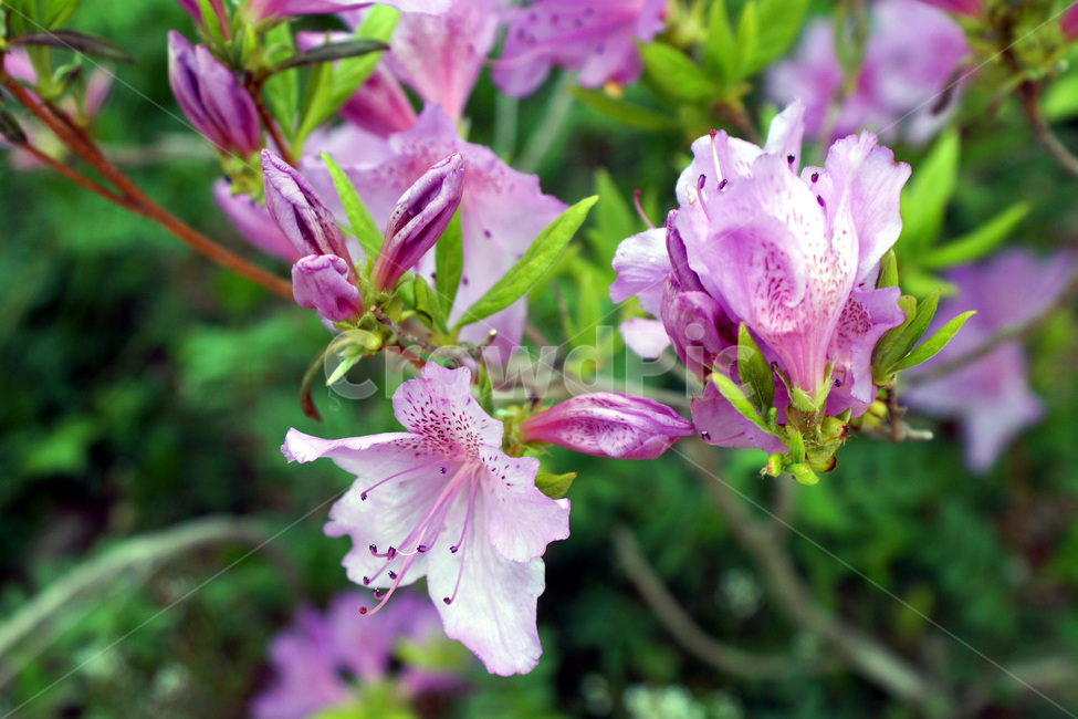 꽃,나무,식물,자연,식물원,공원,flowers,trees,plants,nature,botanicalgardens,parks