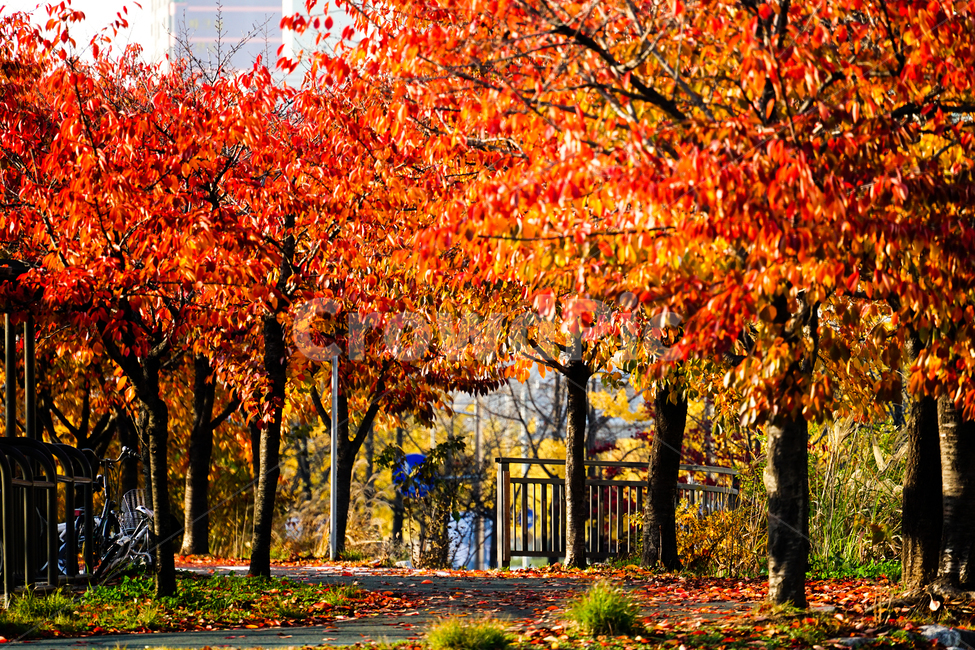 tree,나무,plant,식물,maple,단풍,가을,계절,fall,autumn,season