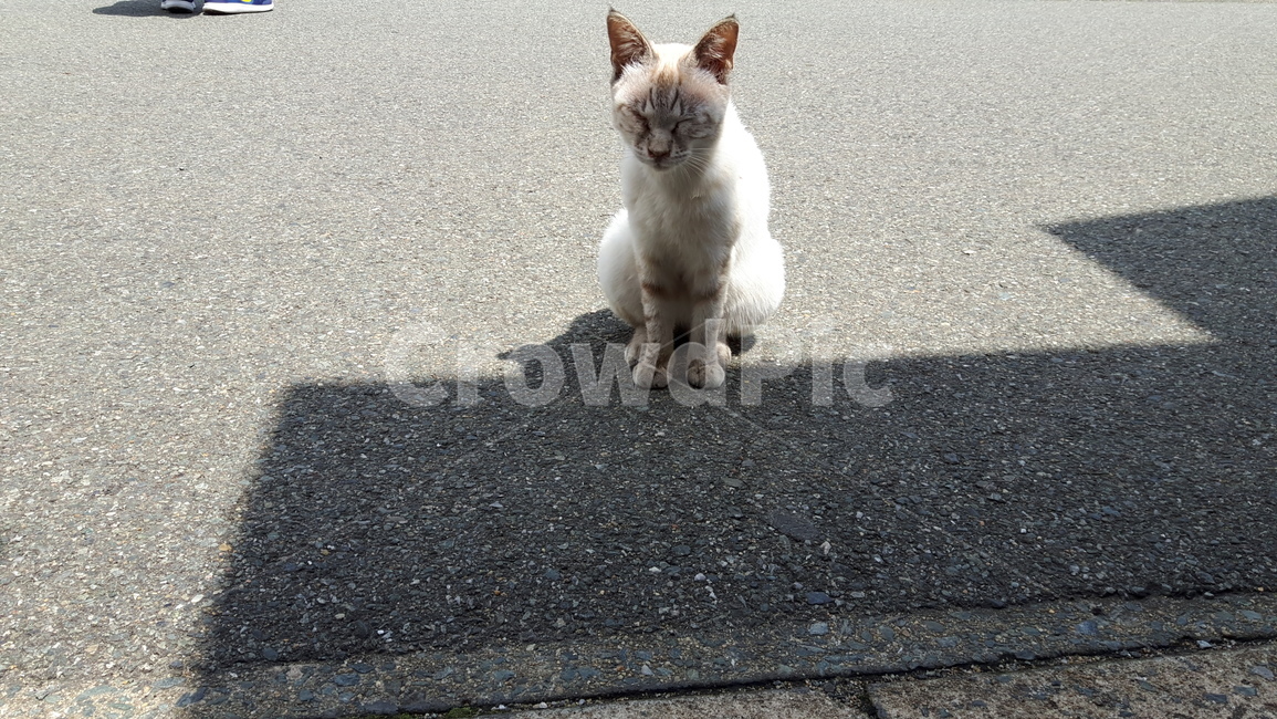 고양이,고양이섬,일본고양이섬,아이노시마,후쿠오카