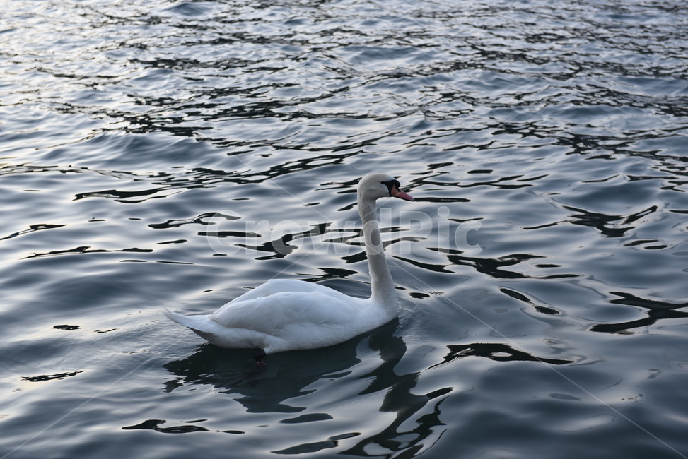 백조,새,강,호수,동물,swan,동물,animal,조류,새,birds