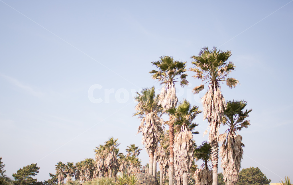 야자수,야자,겨울,필름,하늘,풍경,자연,풍경,nature,landscape,tree,나무,plant,식물,palm tree