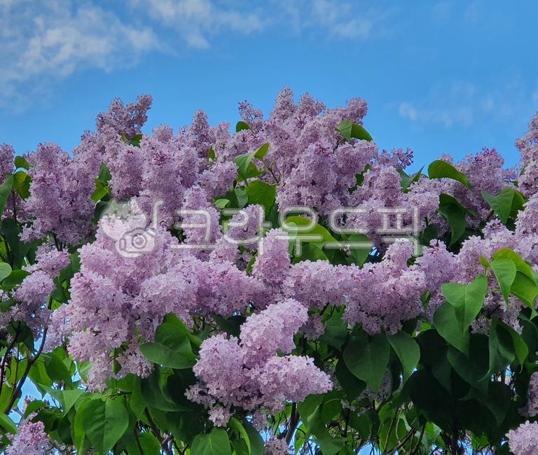 꽃,식물,라일락,보라,하늘,나뭇잎,plant,flower,purple,color,색,lilac,leaves,blossom,sky,green,하늘색