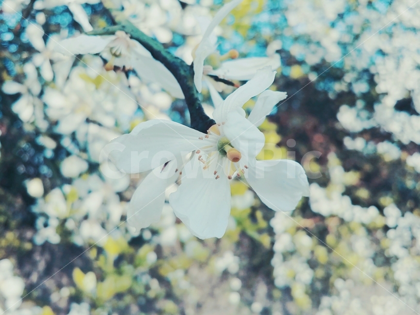 꽃,여름,봄,나무,하늘,암술,수술,하양,초록,Flower,Tree,Sky,파랑,봄,계절,spring,season,식물,자연,plants,nature,꽃,flower,감성,sensible,feeling,plant,blossom