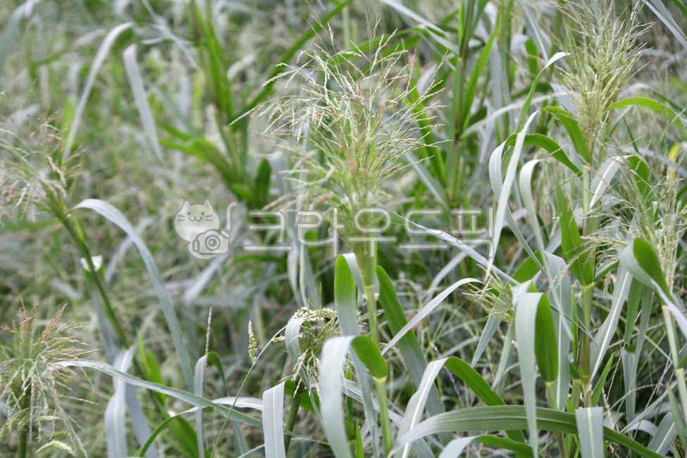 Americas Open Field,plant,Poaceae,naturalized plant