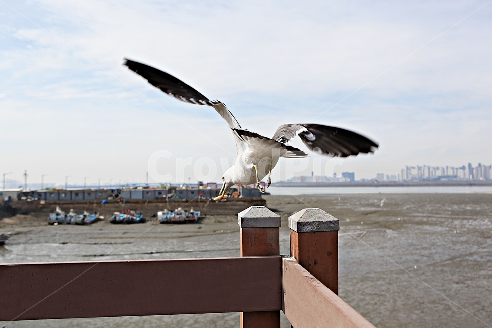 갈매기,조류,새,하늘,풍경,배경,자연,풍광,동물,animal,조류,새,birds