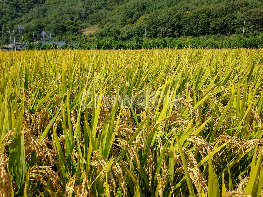 가을,벼,논,산,이삭,농촌,추수,가을,계절,fall,autumn,season,곡류,곡식,cereals,산업,industry,industrial,농업,농사,agriculture,farming,farming industry,plant,식물,field,들,grassland,목초지,outdoors,옥외,vegetation,초목,nature,자연