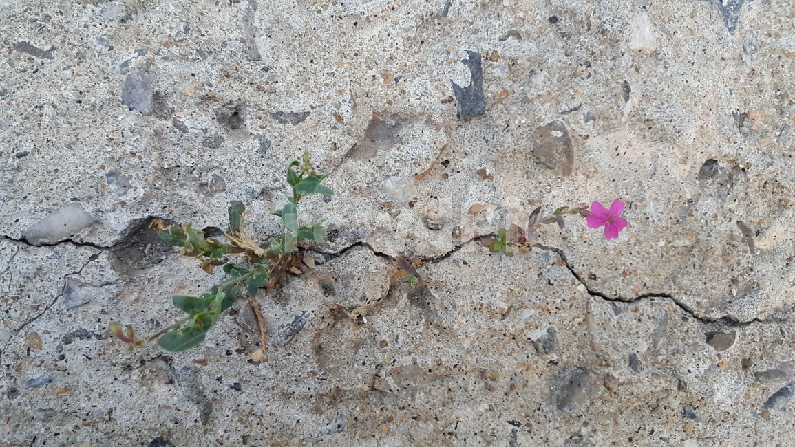 ground,잎,식물,코크리트,틈새,생명력