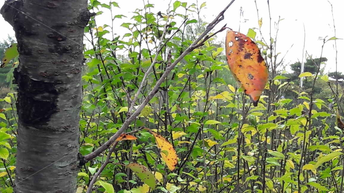 가을,단풍,노랑,나무,가지,가을,계절,fall,autumn,season,식물,자연,plants,nature,leaf,잎,plant,tree