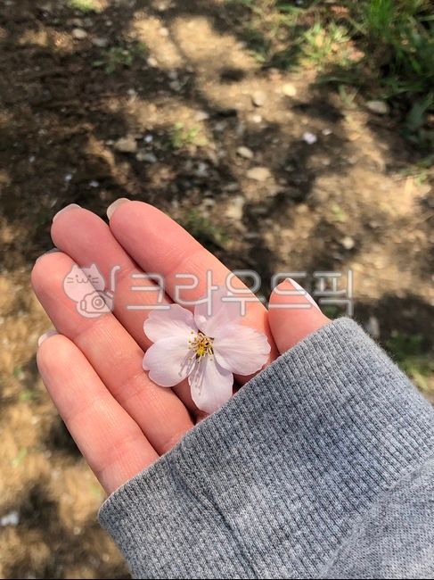 blossom,꽃,flower,만개,벚꽃,cherryblossom,봄,꽃길,봄꽃,분홍,pink