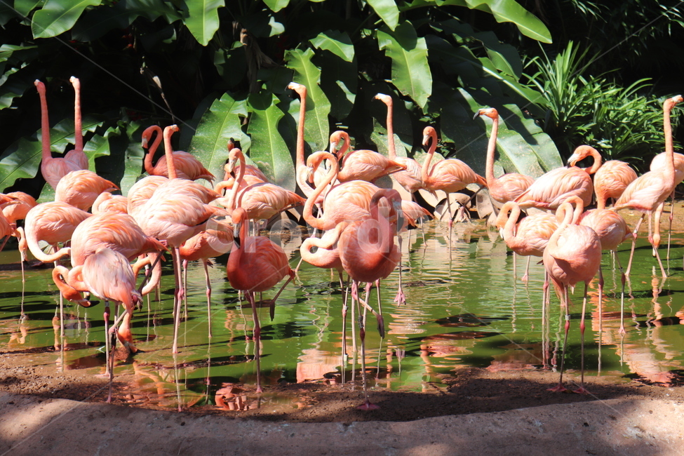 싱가포르,새,공원,동물,홍학,플라밍고,동물,animal,조류,새,birds