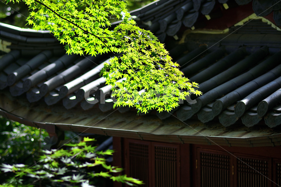 식물,자연,가을,단풍잎,기와집,자연,풍경,nature,landscape,한국전통,한국문화,korean traditional,korean culture,건축물,건물외관,exterior,building,structure,architecture,construction