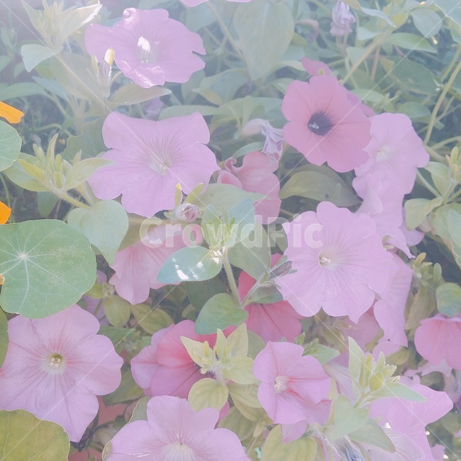 flower,꽃,blossom,plant,식물