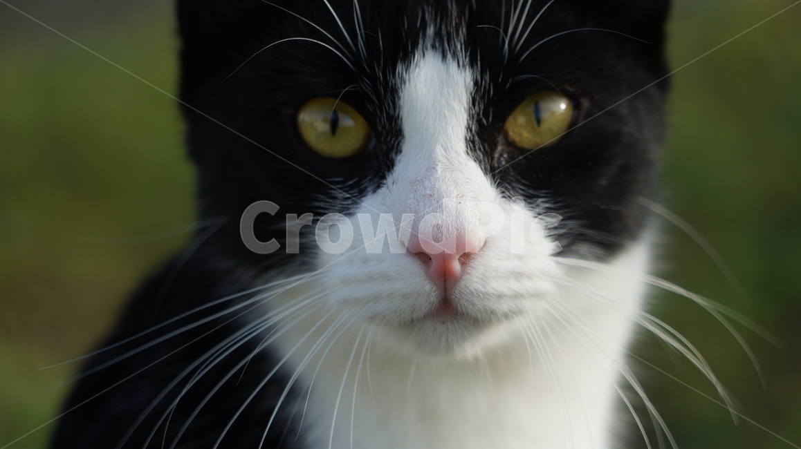 고양이,길고양이,고양이얼굴,cat,애완고양이,검정고양이,동물,animal,포유류,mammal,고양이,cat,kitten,kitty
