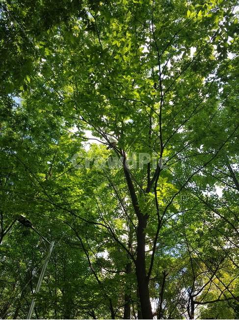 식물,나무,tree,새,treetrunk,plant