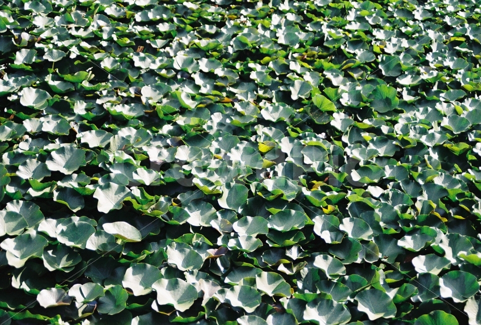 연못,필름카메라,연꽃,연꽃밭,연꽃잎,식물,자연,plants,nature