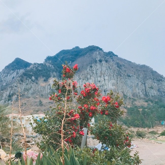 동백,산방산,제주,겨울,하늘