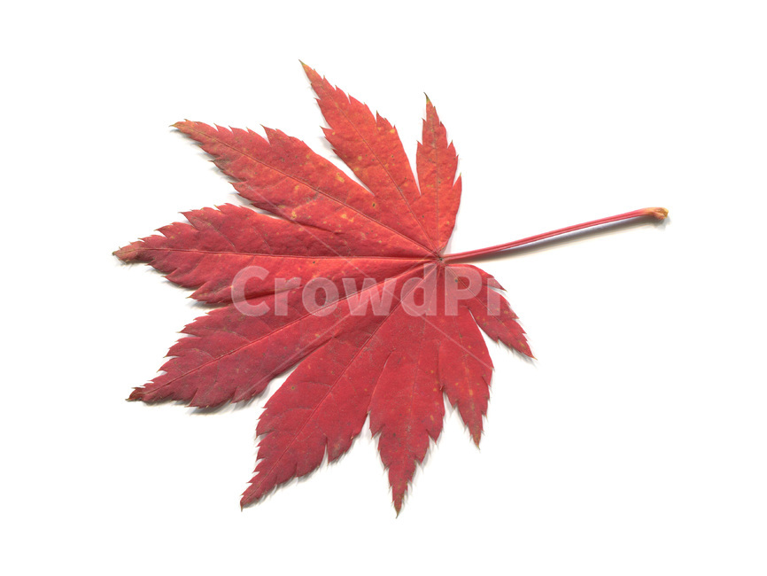 단풍,단풍잎,나뭇잎,가을,잎,낙엽,식물,autumn,leaf,leaves,maple,fall,가을,계절,fall,autumn,season