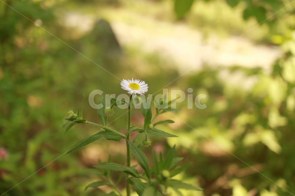 자연,꽃,식물,초록색,배경화면,plant,flower,daisy,blossom,nature,green,background,summer,여름,꽃잎