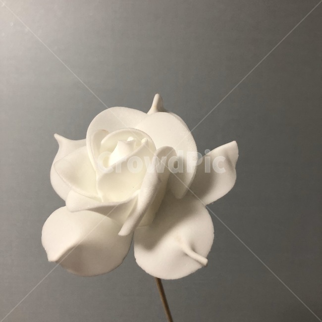 꽃,flower,rose,장미,blossom,흰꽃,조화