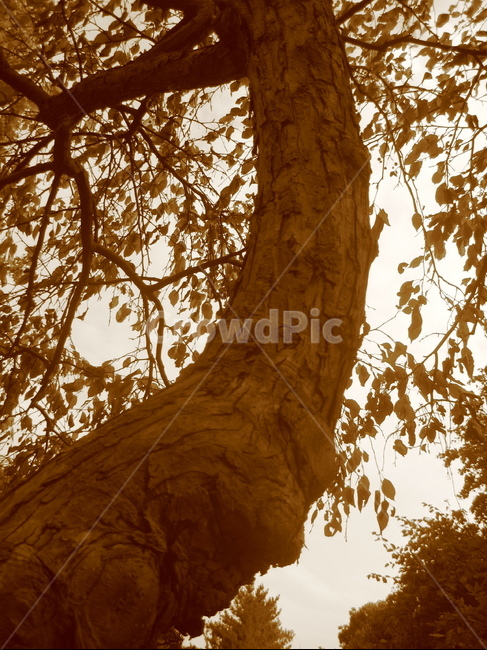나무,tree,자연,nature,식물,plant,나무줄기,treetrunk,나무,trees,wood