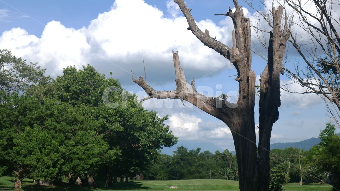 나무,하늘,구름,자연,tree,sky,clouds,landscape