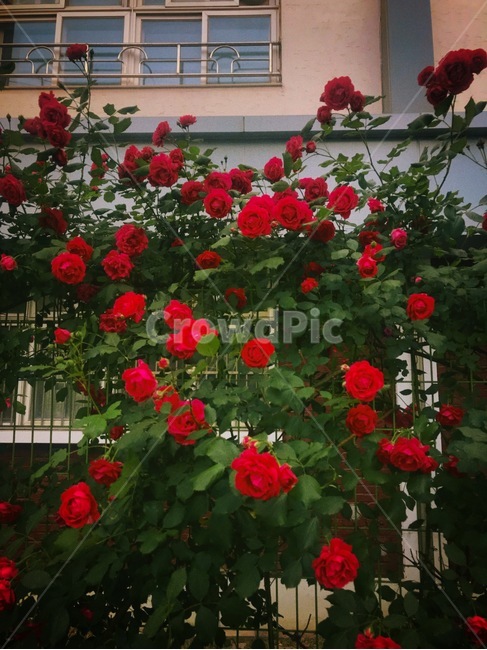 장미,rose,레드,red,꽃,꽃더미,꽃덤불,울타리,벽,붉은,초록,잎,필름,film,green,nature,plant