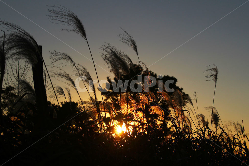 석양,실루엣,저녁,빛,숲,자연,하늘,sky,grass,잔디,plant,식물,lawn
