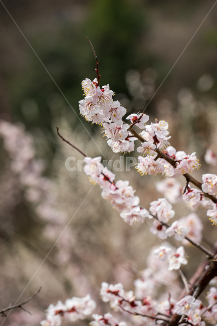 매화,꽃,자연,봄,나무,근접,봄,계절,spring,season,식물,자연,plants,nature,꽃,flower,plant,cherry blossom,벚꽃,blossom