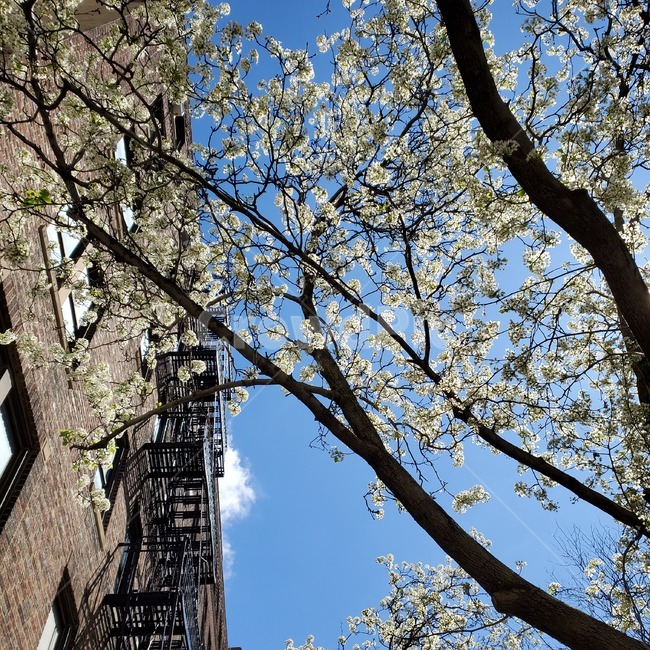 하얀,벚꽃,꽃,봄,봄꽃,꽃나무,나무,cherryblossom,blossom,flower,white,가지,나뭇가지,건물,plant,식물