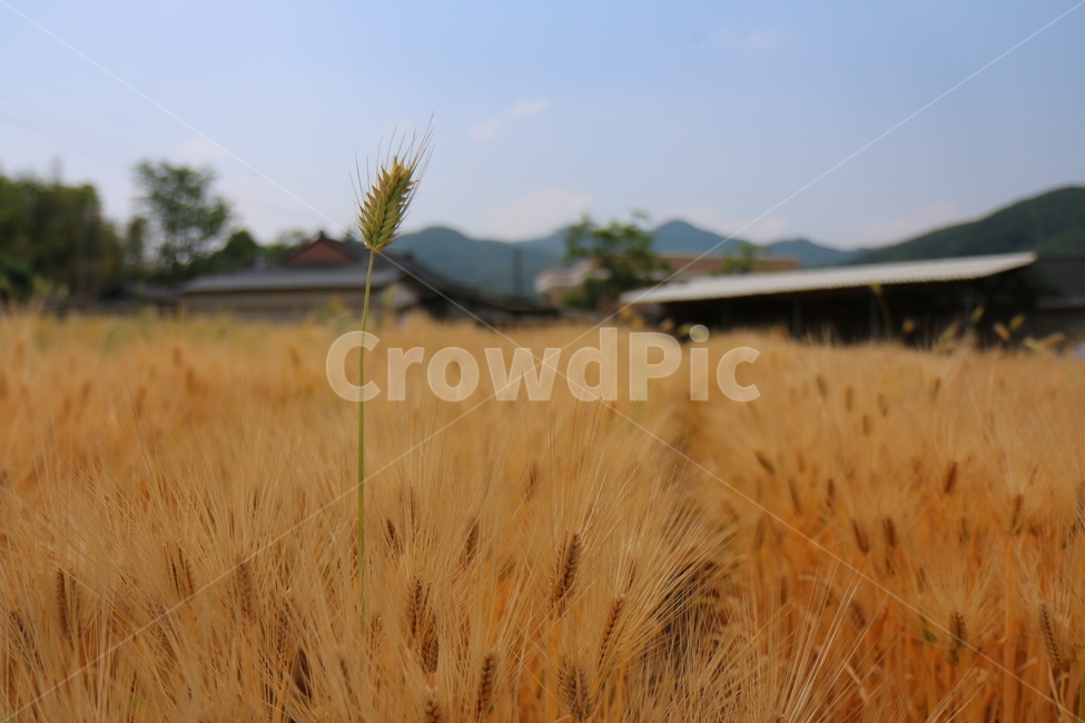 식물,plant,가을,보리,곡물,가을,계절,fall,autumn,season,food,음식,grain,vegetable,야채