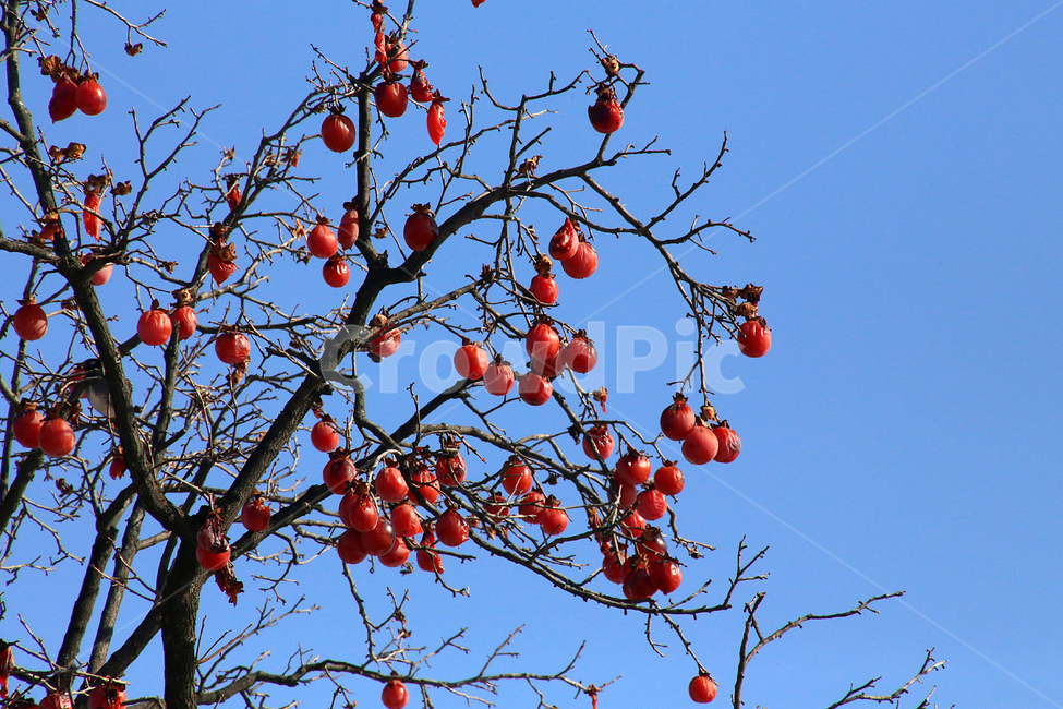 겨울감나무,감,홍시,과일,열매