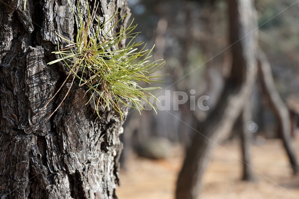 소나무,솔잎,겨울,자연,식물,나무,나무줄기,plant,tree,treetrunk,생명,겨울산,침엽수,따가움,바늘,상록수,푸르름,늘푸른,식물,자연,plants,nature,나무,trees,wood