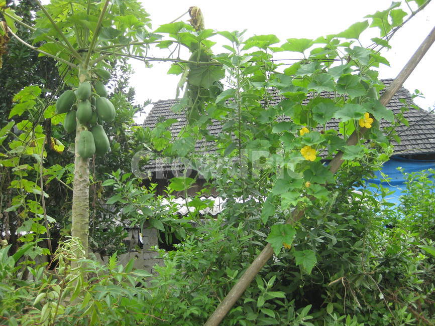 동남아,plant,식물,countryside,시골