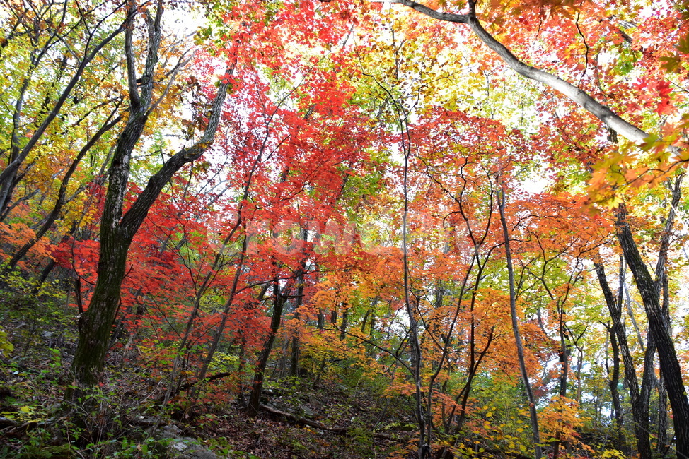 가을,단풍,울긋불긋,계절,시즌,아름다운,풍경,가을색,가을,계절,fall,autumn,season,plant,식물,leaf,잎,tree,나무,maple